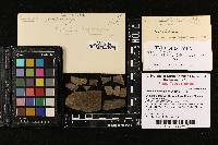 Thumbnail image of current specimen