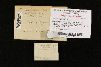 Ramariopsis vestitipes image