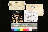 Thumbnail image of current specimen