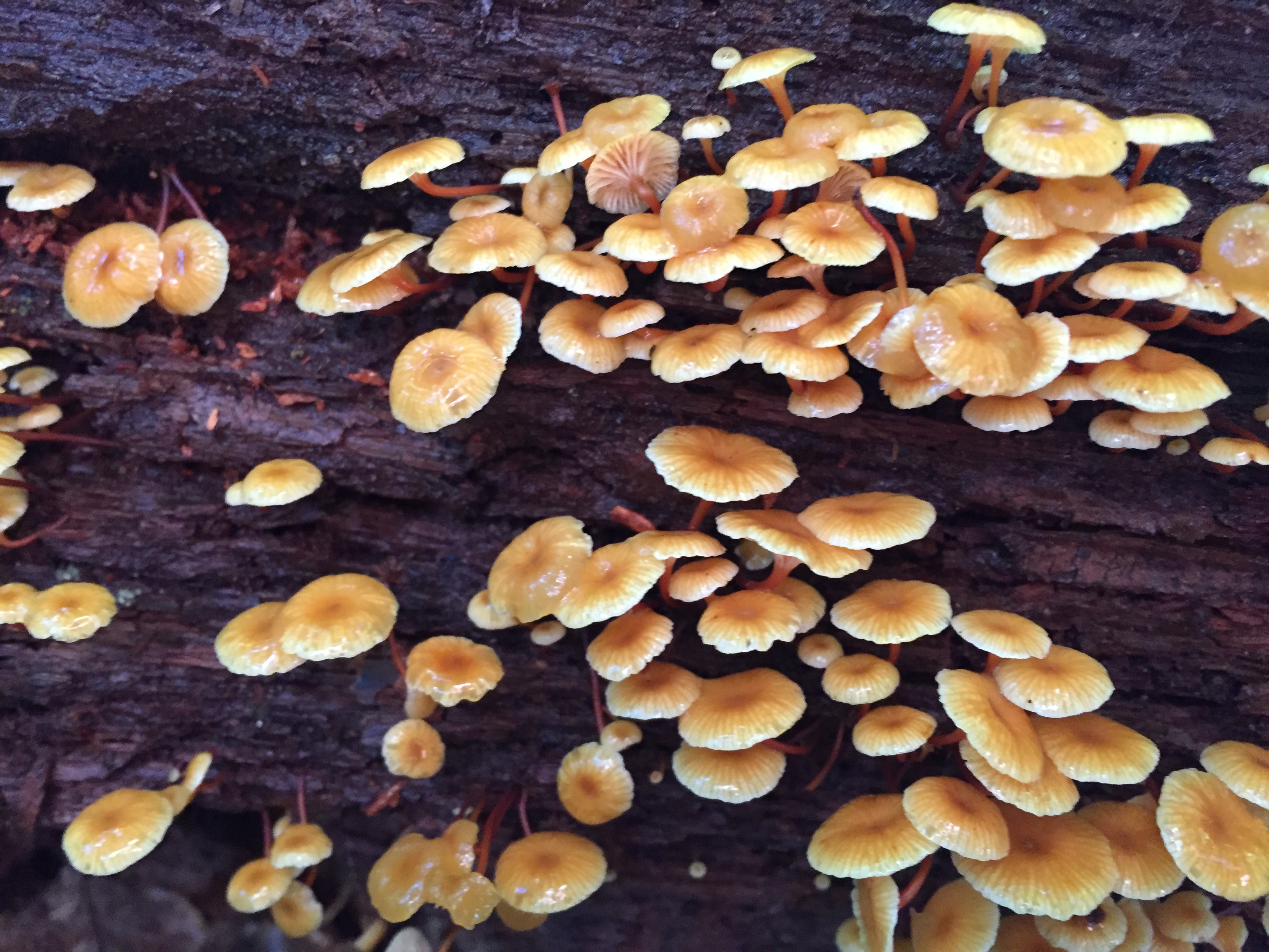 Xeromphalina kauffmanii thumbnail