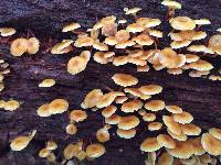 Xeromphalina kauffmanii image