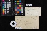 Media resource of Platycarpa boliviensis