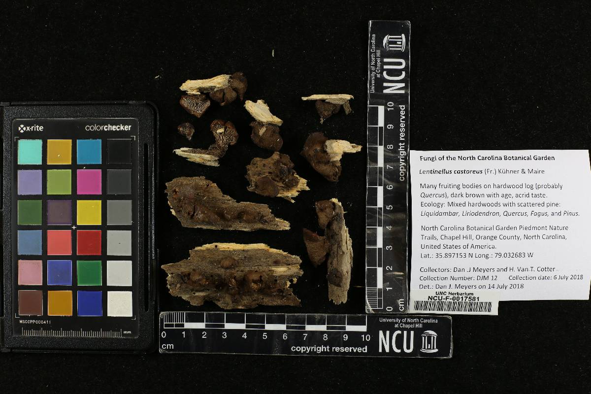 Lentinellus castoreus image