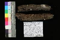 Xylaria cubensis image