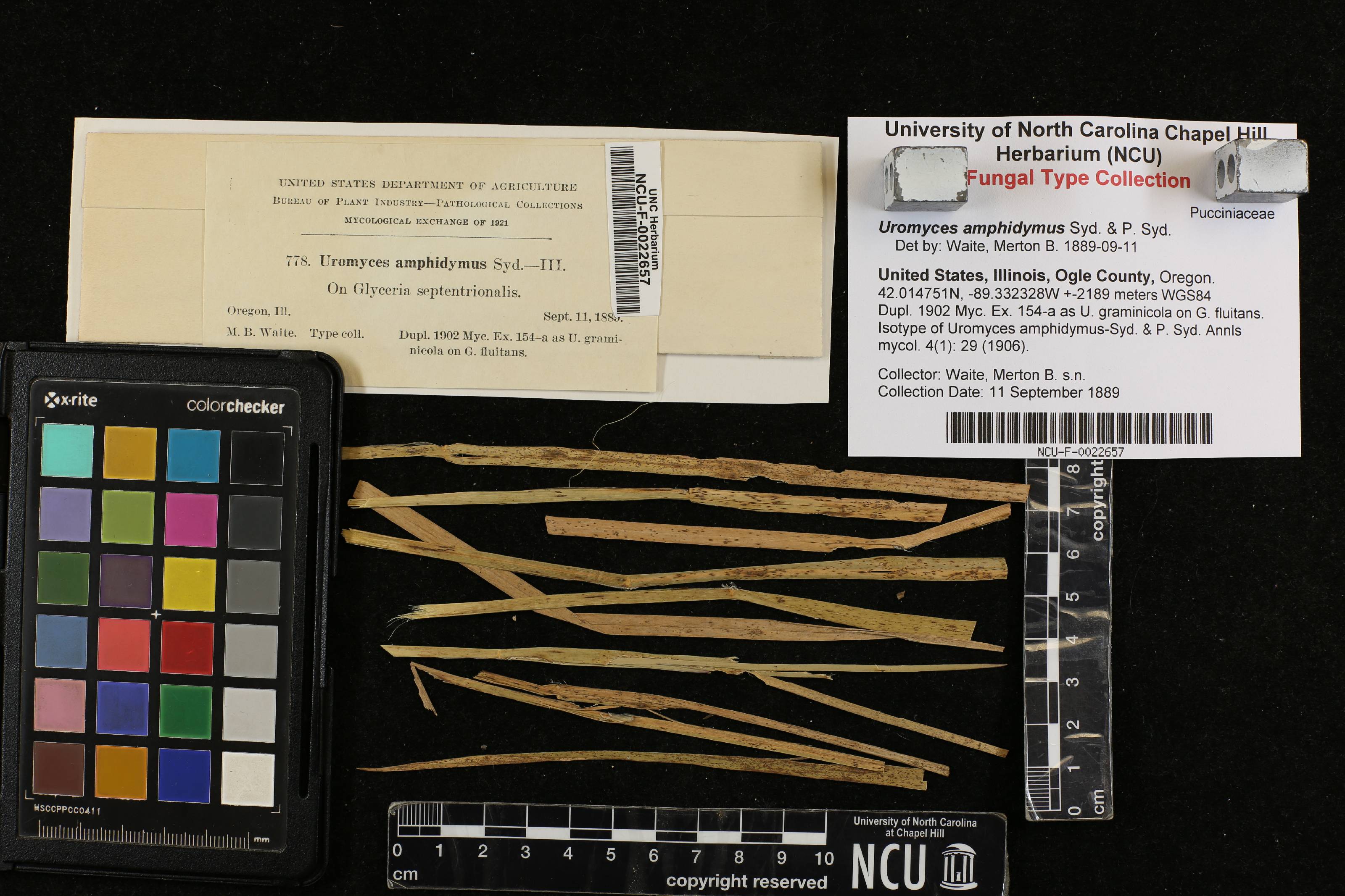 Uromyces amphidymus