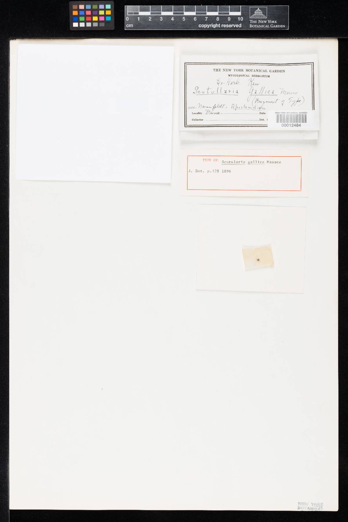 Scutularia gallica image