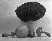 Chalciporus pseudorubinellus image