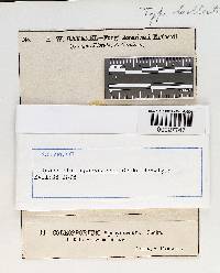 Coleosporium apocynaceum image