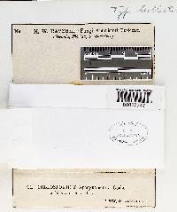 Coleosporium apocynaceum image