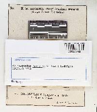 Coleosporium apocynaceum image