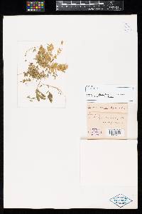 Ravenelia echinata image