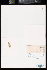 Ravenelia echinata image