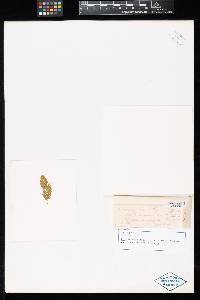 Ravenelia echinata image