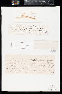 Uromyces aristidae image