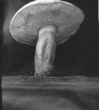 Tylopilus felleus image