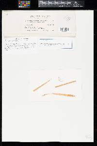 Uromyces bromicola image