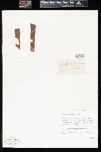 Image Associated With the Occurrence