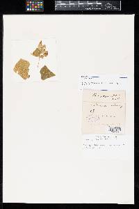 Thumbnail image of current specimen