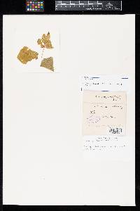 Thumbnail image of current specimen