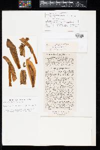 Uromyces rabenhorstii image