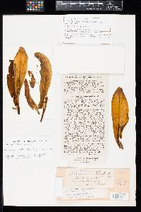 Uromyces rabenhorstii image