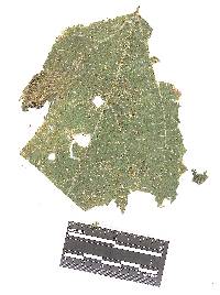 Aplopsora dicentrae image