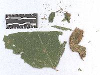 Aplopsora dicentrae image