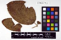 Image Associated With the Occurrence