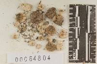 Bovista californica image