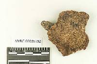 Suillus lakei image
