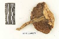 Polyporus leptocephalus image