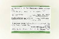 Gastroboletus amyloideus image