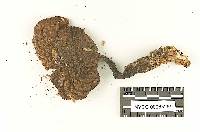 Heimioporus mirabilis image