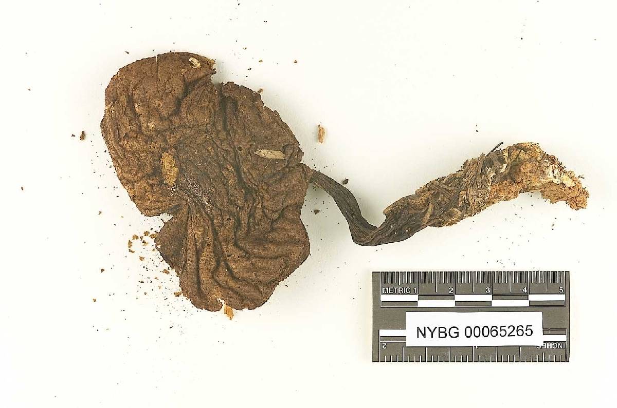 Heimioporus mirabilis image