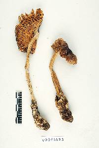 Amanita pachycolea image