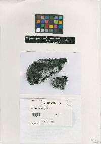 Hypocrea gelatinosa image
