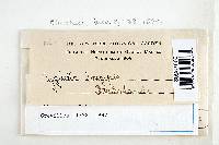 Calyptella longipes image