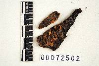 Calyptella longipes image