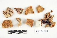 Media resource of Lactarius cognoscibilis