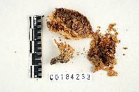 Lactarius paradoxus image