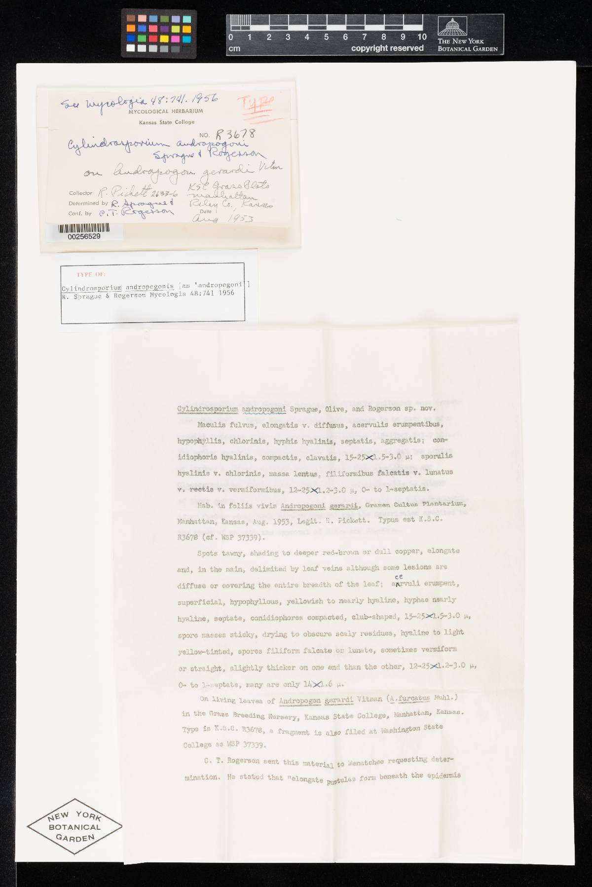 Cylindrosporium andropogoni image