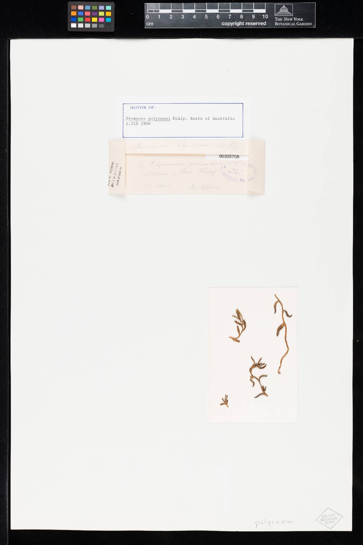 Uromyces polycnemi image