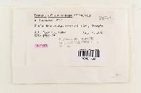 Vararia sphaericospora image