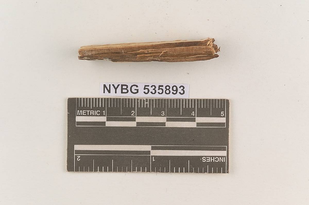 Vararia athabascensis image