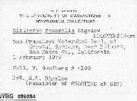 Clitocybe femoralis image