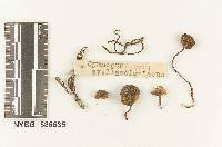 Media resource of Gymnopus avellaneigriseus