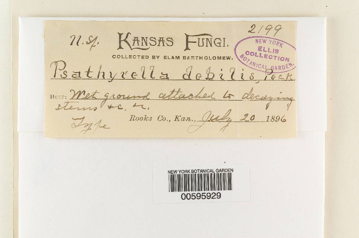 Psathyrella debilis image