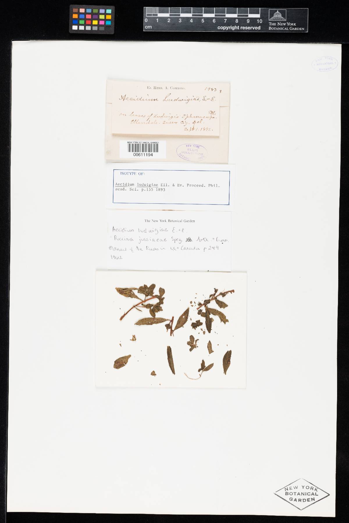 Aecidium ludwigiae image