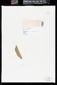 Image Associated With the Occurrence