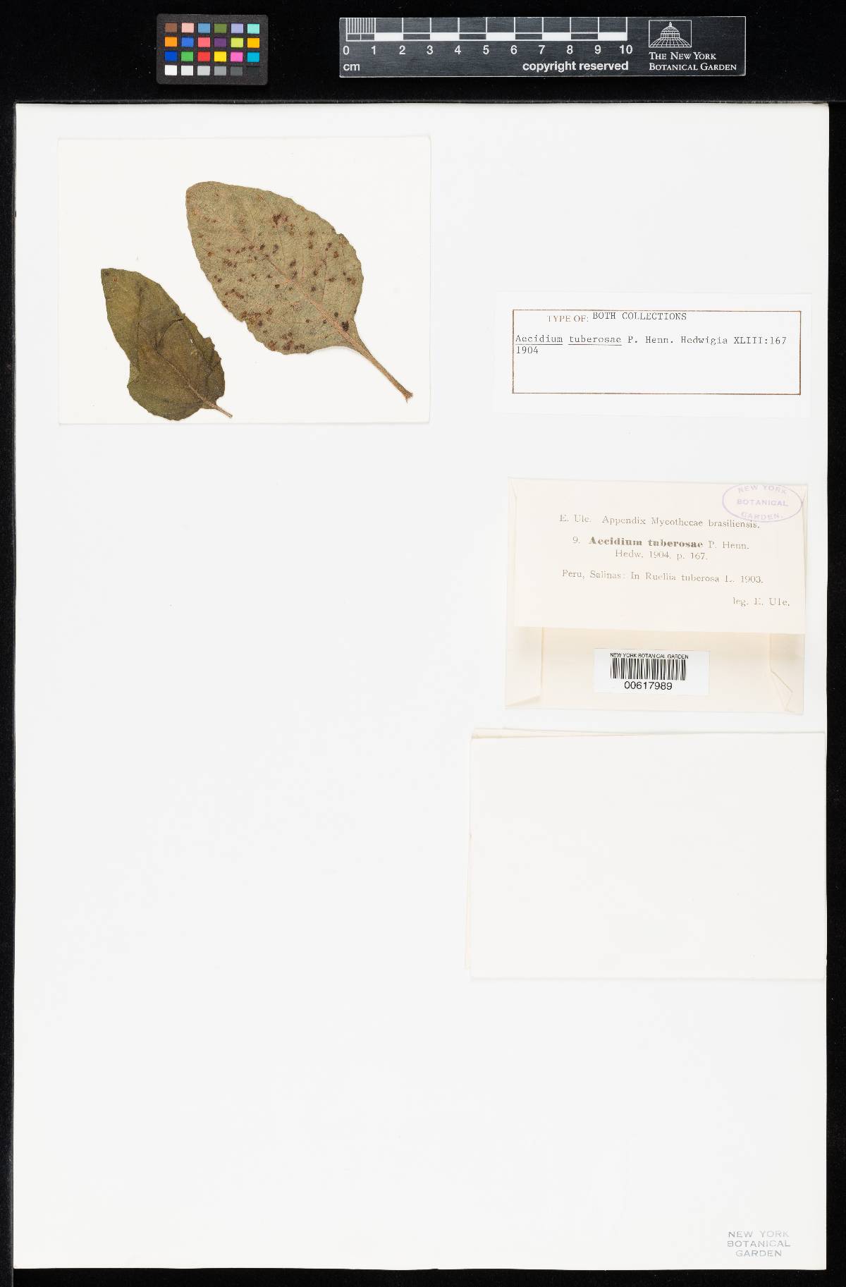 Aecidium tuberosae image